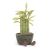 Jellycat Amuseable Potted Bamboo